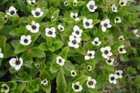 White flowers