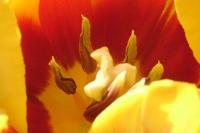 Tulip