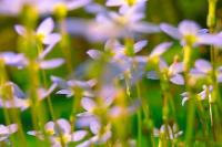 A field of flowers