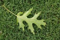 Green leaf