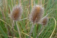 Grass