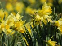 Wild Daffodil