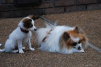 Two Dogs
