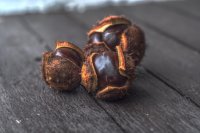 Chestnuts
