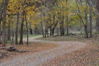 A road between the trees