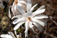 White flower