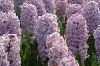 Purple Flowers