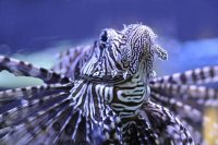 Scorpion Fish