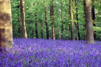 Bluebells