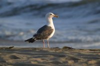 A bird on the beach