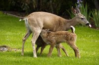 Deer