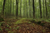 Green Forest
