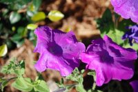 Purple Flowers