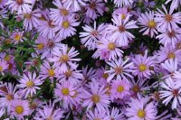 Purple Aster Flowers