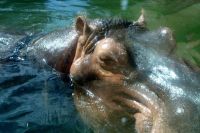 Hippopotamus