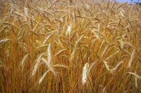Hay Grass