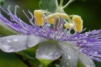 A Flower and Raindrops