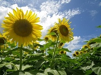 Flowers in the sun