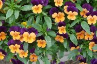 Colorful Violas