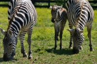 Zebras