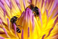 Bees