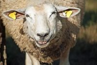 A Sheep
