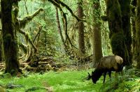 Roosevelt Elk