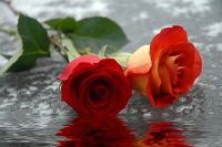 Two Roses