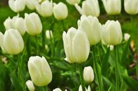 White Tulips