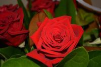 Red Rose