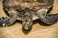 Tortoise