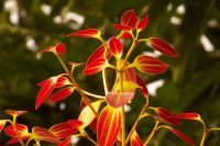 Orange Leaves