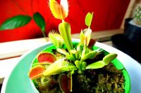 Venus flytrap