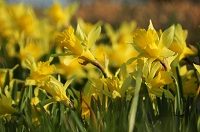 Daffodils
