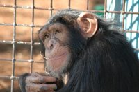Chimp