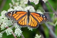 Monarch Butterfly