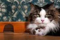 Cat and Mouse Friendship