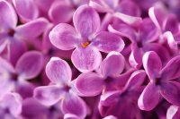 Beautiful Lilac