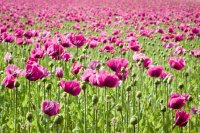 Purple Poppy Field