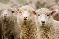 Three Sheep