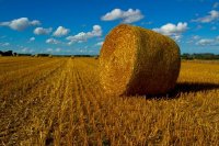 Hay Bales
