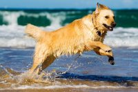 Golden Retriever Jumping in the Water