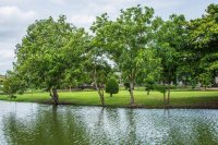 Water and Trees