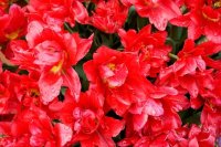 Red flowers