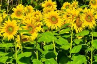 Field of Sunflowers