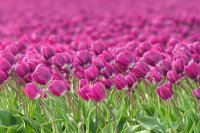 Dutch Tulip Field