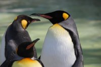Penguins