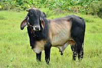 Cow in the Field