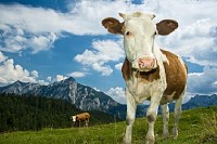 Austrian Cow