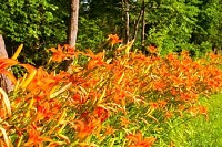 Wild Tiger Lilies